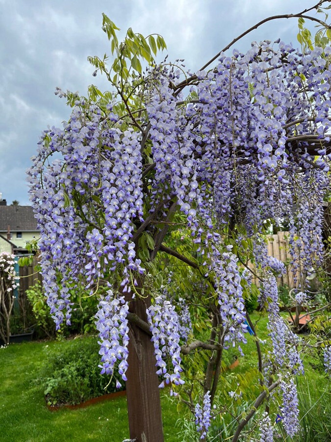 BLAUREGEN (Wisteria sinensis), Blumensamen - Etsy.de