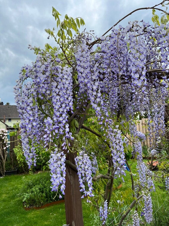 BLAUREGEN (Wisteria sinensis), Blumensamen - Etsy.de