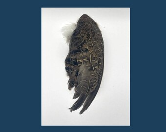 Getrocknete Coturnix Wachteln Flügel für Katzen, Bastelarbeiten, Jagdhunde & Angeln.