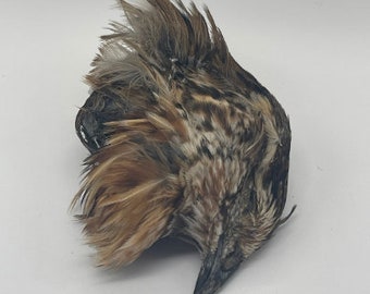 Coturnix Quail Bird Head, Taxidermy Head