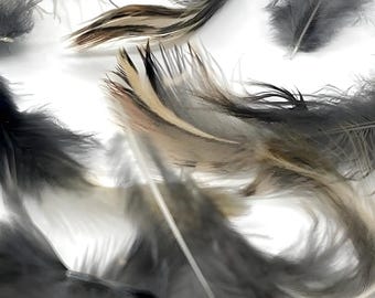 Federn Coturnix Quail – Natürliches Handwerk, Fliegenbinden, und Dekorativer Bedarf