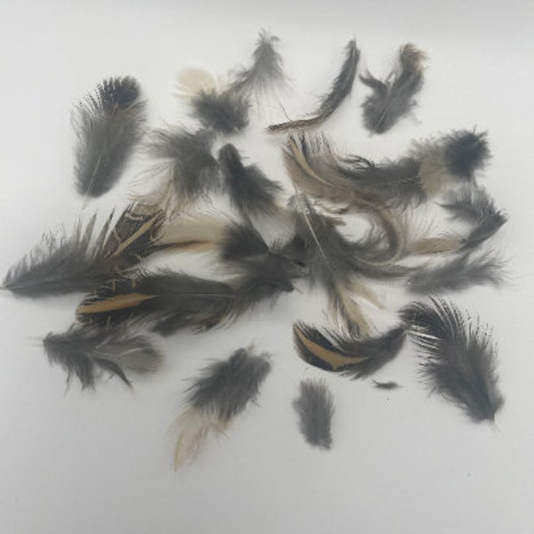 Coturnix Quail Feathers