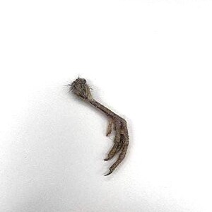 Coturnix Quail, Quail Feet, Quail Bird Claw