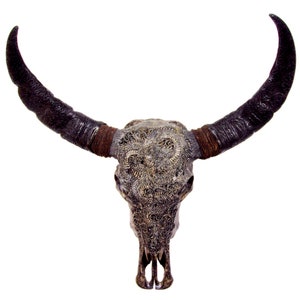 Bali-Skull of water buffalo/bull DRAGON in grey incl. carved horns for wall decoration