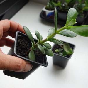 Op de afbeelding: Twee kleine jadeplanten in zwarte vierkante potten. De planten hebben dikke, ovale, groene bladeren. Eén pot wordt in een hand gehouden, terwijl een andere in de buurt staat. De achtergrond omvat andere kleine planten en een wit oppervlak.