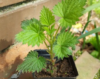 Planta de ortiga en maceta para cultivo Planta Urtica menor