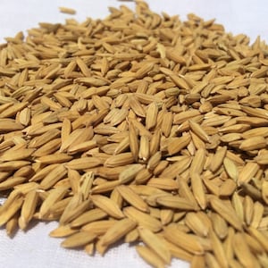 Op de afbeelding: Een close-up afbeelding van een hoop ongepelde bruine rijstkorrels.