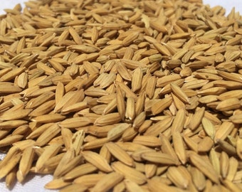 50 Semillas De Arroz 100% Natural Variedad Arroz Redondo J.Sendra