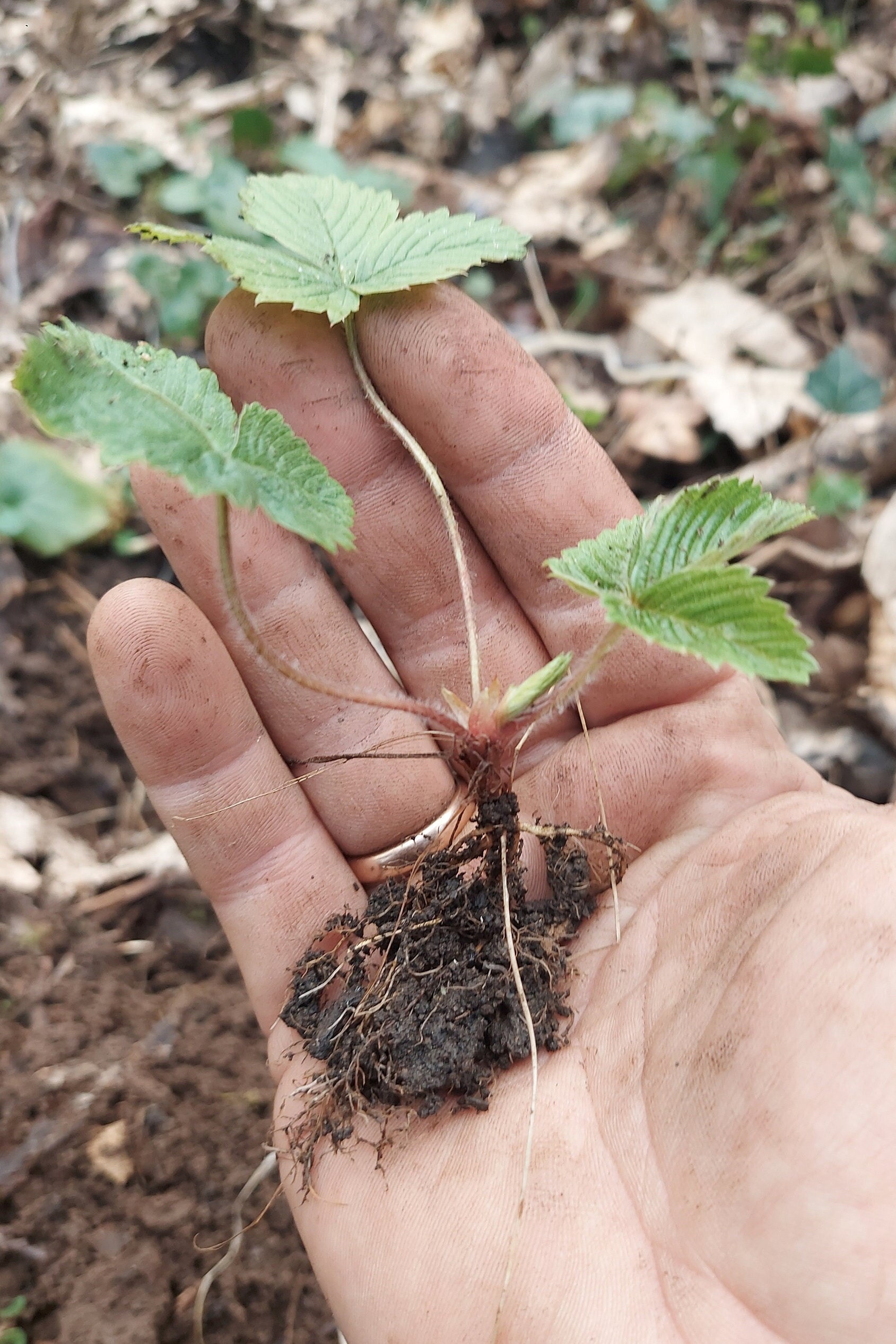  WILD STRAWBERRY 17点セットまとめ売り Wild Strawberry Plant or Forest Strawberry Plant - Etsy Canada