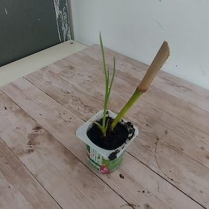 Op de afbeelding: Een groene plant met een bruine stengel die groeit in een witte yoghurtbeker op een houten oppervlak.