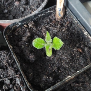 Germinated Yacon propagule for planting
