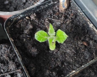 Germinated Yacon propagule for planting