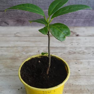 Puede incluir: Una planta joven con hojas verdes brillantes en una maceta amarilla. La planta tiene un tallo marrón delgado y está sobre un fondo de madera clara. La maceta está llena de tierra oscura.