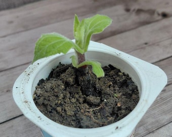 Pianta di Yacon germinata biologicamente (Smallanthus sonchifolius) – Pronta per il trapianto