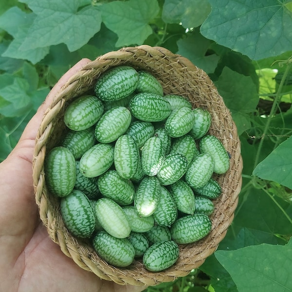 25 Graines de Cucamelon ou Pastèque de Souris (Melothria scabra)