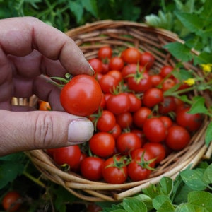 Puede incluir: Una mano sostiene un tomate cherry rojo maduro con un tallo verde, sobre una cesta de mimbre llena de más tomates. La cesta se encuentra entre follaje verde, lo que sugiere una cosecha de jardín.