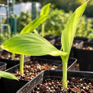 Op de afbeelding: Jonge groene plantzaailingen met brede, puntige bladeren groeien in individuele zwarte vierkante plastic potten gevuld met donkere potgrond met kleine witte perlietkorrels, gerangschikt in rijen in een tuin.
