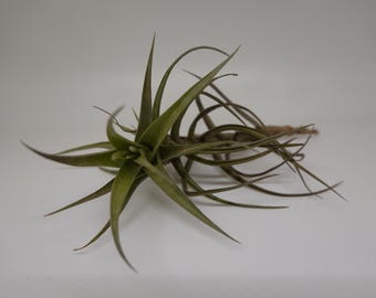 1 エアプラント（ティランジア・アエラントス） - エキゾチックで装飾的なエアプラント