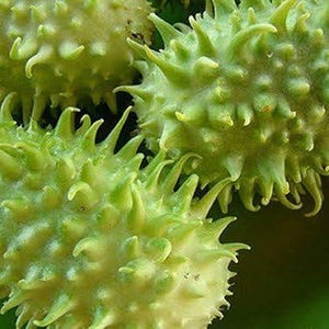 May include: Close-up of three green spiky seed pods against a light green background.