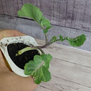 以下が含まれることがあります： 大きな葉を持つ若い緑色の植物が、暗い土で満たされた白いプラスチック容器に入れられています。植物は紫色の茎を持ち、成長の初期段階にあります。背景は明るい木目です。