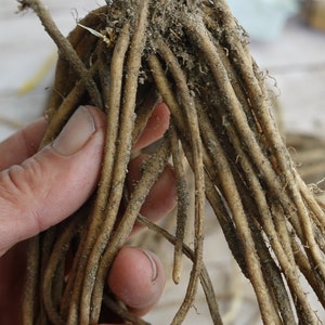 Puede incluir: Primer plano de un manojo de raíces de plantas de color marrón claro con tierra adherida.