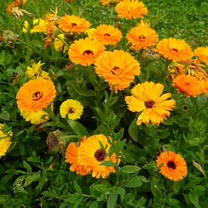 May include: A vibrant cluster of orange and yellow calendula flowers in full bloom. The petals are a bright orange, surrounding a dark brown center. The flowers are surrounded by lush green foliage, creating a natural and colorful scene.