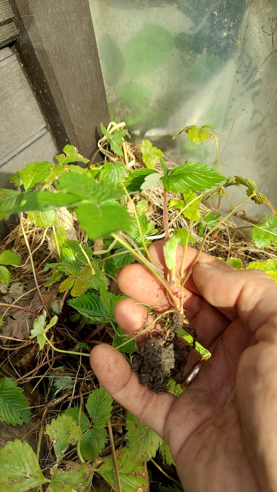 Wild Strawberry Plant or Forest Strawberry Plant - Etsy Canada