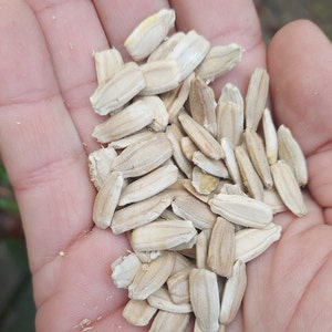 10 lagenaria peregrina gourd seeds
