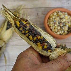 Może przedstawiać: Zbliżenie kolorowej kukurydzy indyjskiej, z ziarnami w odcieniach żółci, czerni i czerwieni. Kukurydza jest częściowo obrana, odsłaniając ziarna. Mała miska z terakoty wypełniona podobnymi ziarnami znajduje się w tle.
