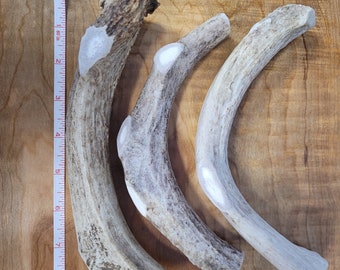 May include: Three natural antler dog chews of varying sizes. The antlers are light brown with white tips and are arranged in a semi-circle on a wooden surface.