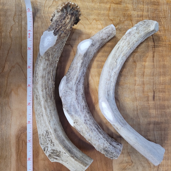 8-10" thick natural deer antler chew