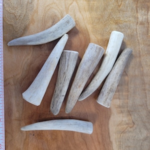 Ten pack Naturally Shed Deer Antler Tips (Not Chews)
