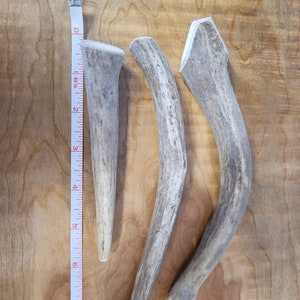 3 Pack Medium Deer Premium Antler Dog Chews