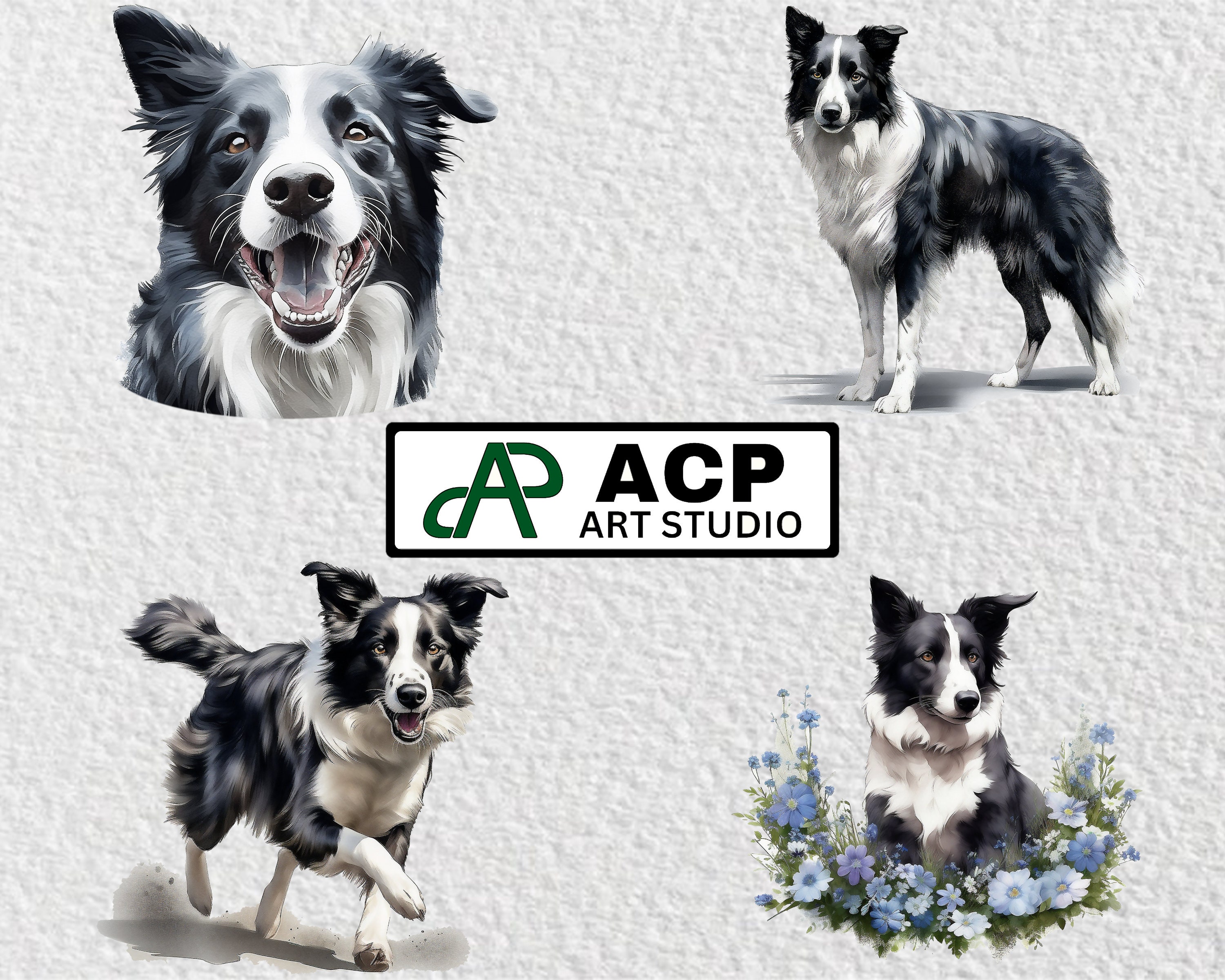 Border Collie Clipart Border Collie PNG Watercolor Border Etsy UK