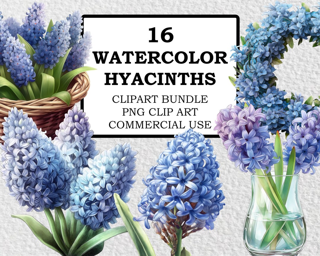 Hyacinth Clipart Hyacinth PNG Watercolor Hyacinths Clip Art Etsy