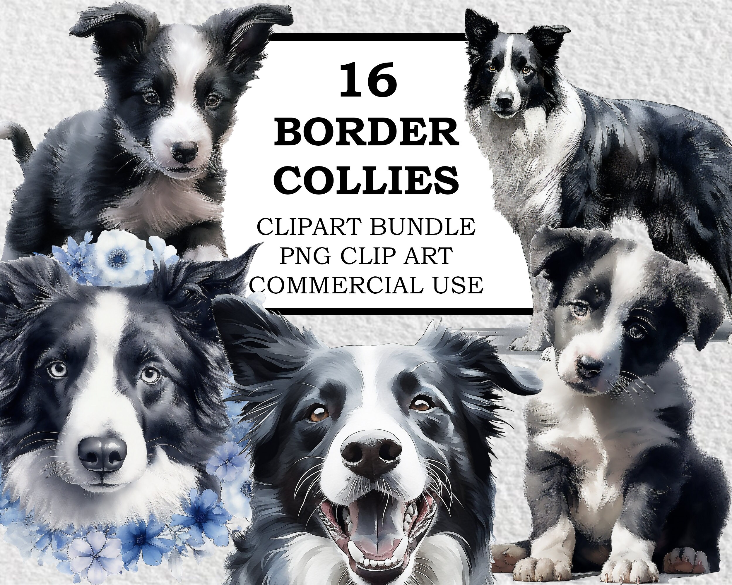 Border Collie Clipart Border Collie PNG Watercolor Border Etsy UK