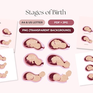 Meccanismo del travaglio / Fasi del parto / Immagini PNG e Canva / PDF + JPG / Apparato riproduttivo femminile / Ginecologo, ostetrica, doula