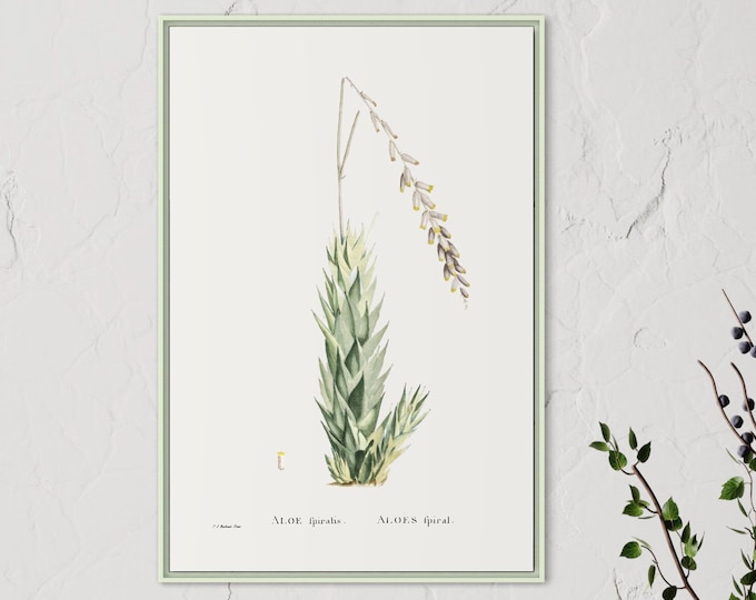 Poster ALOES Fpiral I JP Redouté I Cactus