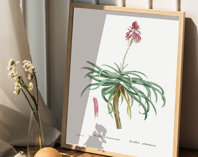 Poster ALOES I Cactus I JP REDOUTE I Vintage retro