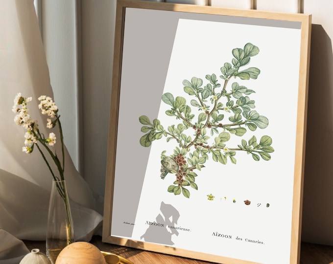 AIZOON cactus poster from the Canary Islands