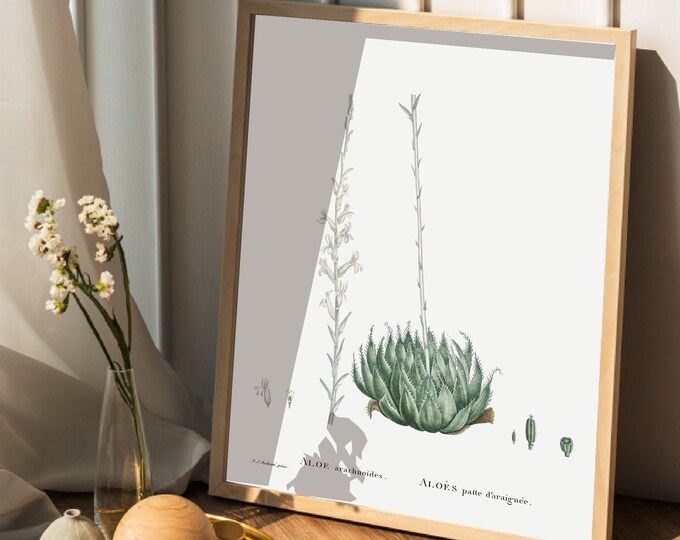 ALOES cactus poster I Vintage flower I Plants