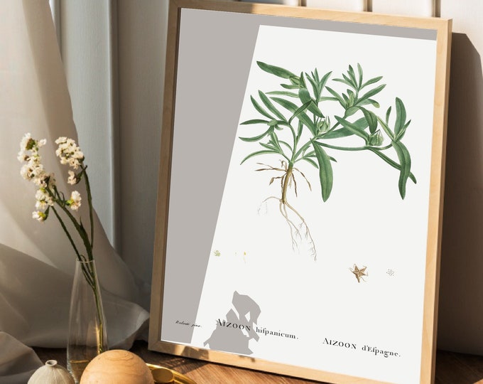 AIZOON cactus poster from Spain I cactus I JP Redouté