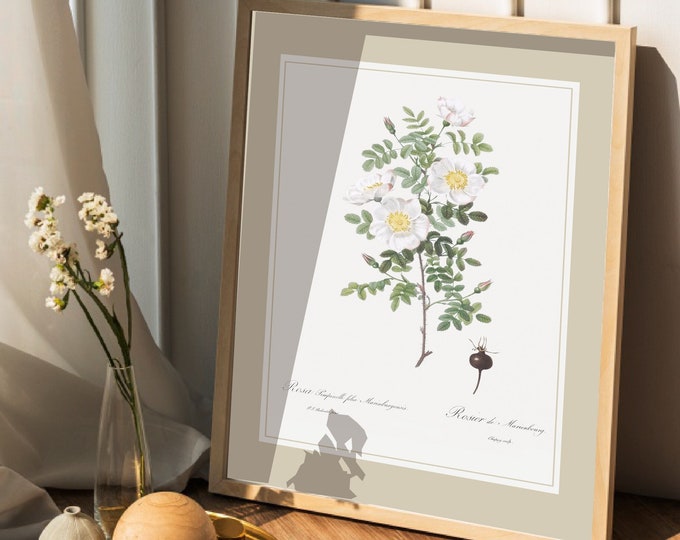 Marienbourg I Redoute rose bush poster