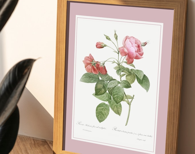 Poster rose bush with leaning buds I PJ REDOUTE I Flowers