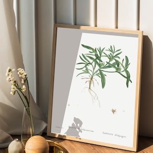 AIZOON Kaktus Poster aus Spanien I Kaktus I JP Redouté