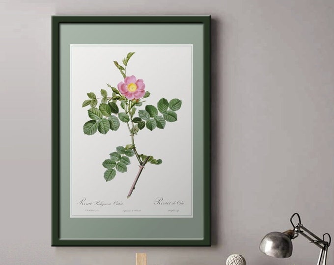 Cretan rose poster | retro poster | vintage poster | vintage wall art |