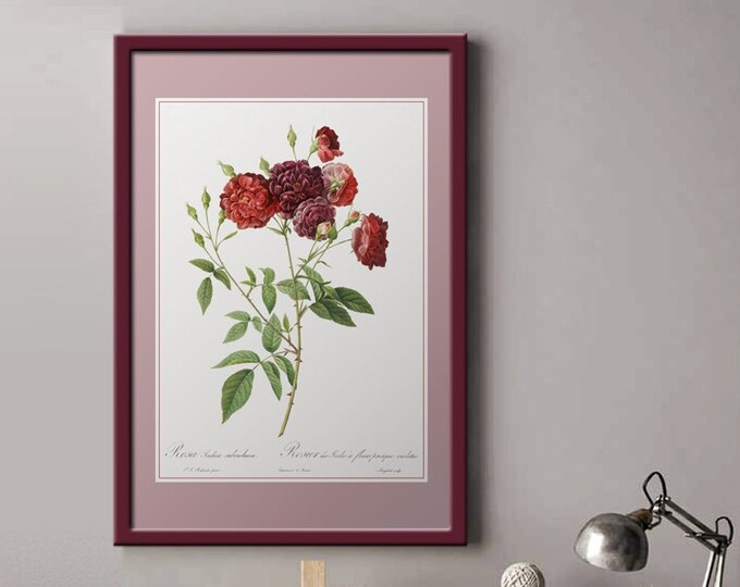 Indian rose poster I Roses I Vintage poster