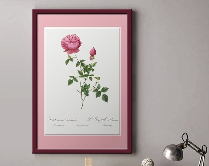 Rosa Indica I retro I Vintage poster I vintage wall art I Rose bushes I Flowers