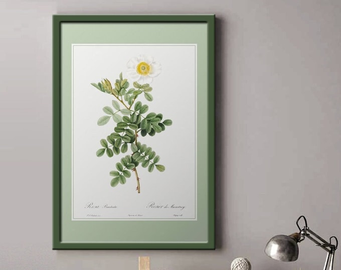 Macartney rose poster I Roses I Vintage flowers I JP Redoute
