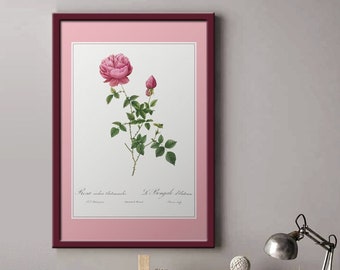 Affiche rosa Indica I Rosiers I Roses I JP Redouté